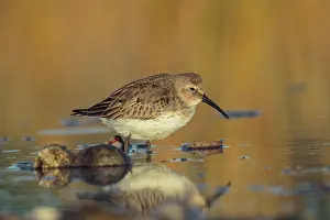 240517: Dunlin Calidris alpina Feeding along Connecticut shore