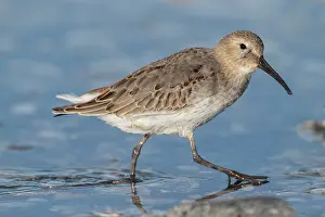 240517: Dunlin Calidris alpina Feeding along Connecticut shore