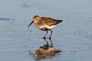 150518: Dunlin (Calidris alpina) feeding along ocean beach