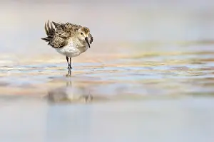 Migration: Dunlin (calidris alpina) - feeding on shore - Asturias