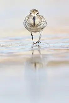 Brais Seara Fernandez: Dunlin (calidris alpina) - feeding on shore - Asturias
