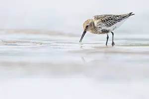 Brais Seara Fernandez: Dunlin (calidris alpina) - feeding on shore - Asturias