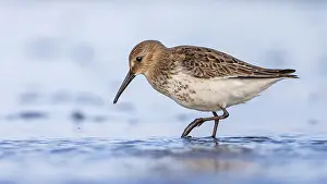 September: Dunlin (Calidris alpina) foraging on shoreline