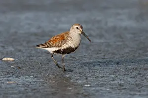 Tideline: Dunlin (Calidris alpina) in spring breeding plumage