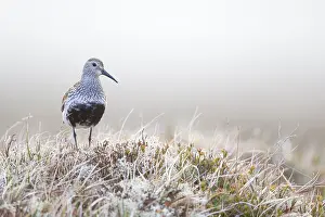 Lekking: Dunlin (Calidris Alpina) standing on tundra, No