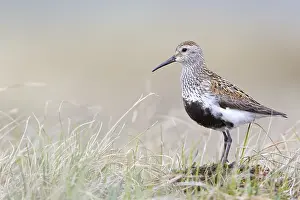Lekking: Dunlin (Calidris Alpina) standing on tundra, No