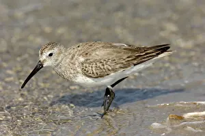 Alpina: Dunlin (Calidris alpina) in winter plumage