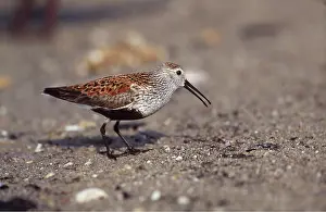 Crabs: DUNLIN - Eating Horseshoe / King crab eggs