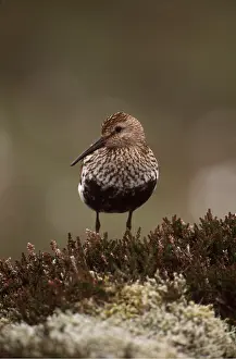 Dunlins: DUNLIN - facing