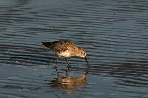 Cameron: Dunlin Feeding