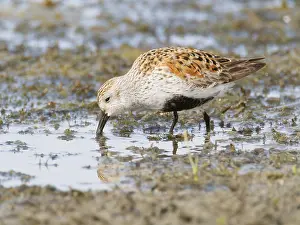 Ohio: Dunlin - feeding Calidris alpina Howards Marsh