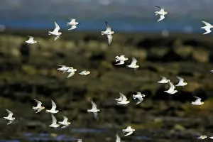 Dunlins: Dunlin - Feeding on coast at low tide, in winter plumage