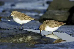 Dunlins: Dunlin - Feeding on coast at low tide, in winter plumage