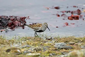 Dunlins: Dunlin - Feeding along seashore - showing black belly patch