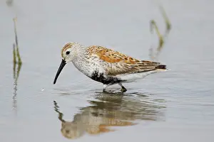 Dunlin: Dunlin - feeding in shallow lagoon on migration