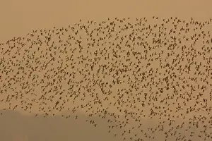 David Kilbey: Dunlin - in flight - A large flock of dunlin stream