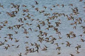 Dunlins: Dunlin - flock. April