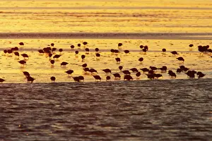 Dunlins: Dunlin - flock feeding on mudflats at dawn, autumn