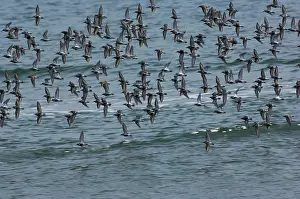 Dunlins: Dunlin flock in flight over water
