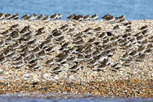 Gravel: Dunlin flock in summer plumage on pebble spit on