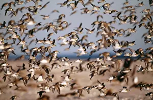 Dunlins: Dunlin - flock in winter