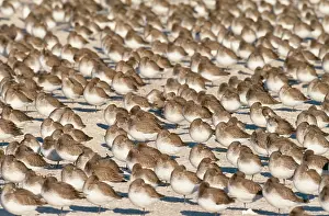 Dunlins: DUNLIN - flock in winter