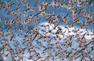 Dunlins: DUNLIN - flock, in winter
