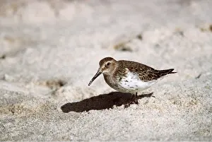 Shadows: DUNLIN - on ground