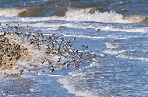Incoming: DUNLIN - at incoming tide