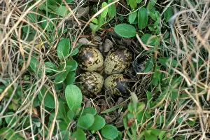 Alpina: Dunlin Nest and Eggs
