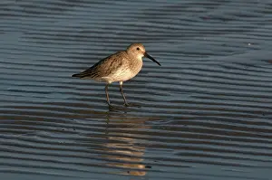 Cameron: Dunlin on Shore