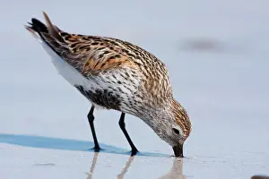 David Kilbey: Dunlin - Single adult probing the sand for food