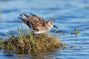 David Kilbey: Dunlin - Single adult shaking feathers