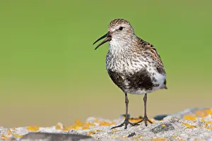 David Kilbey: Dunlin - Single adult singing from lichen covered rock