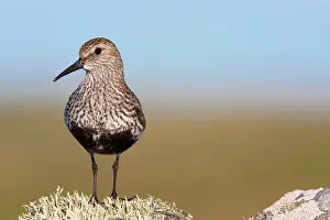 David Kilbey: Dunlin - Single adult standing on lichen covered rock