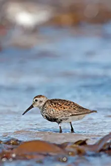 David Kilbey: Dunlin - Single adult standing in shallow water on the coast