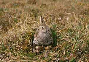 Dunlins: Dunlin - sitting at nest on eggs