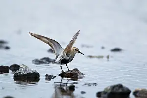 Dunlin: Dunlin - stretching wings