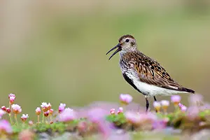 Dunlins: Dunlin - in summer plumage calling