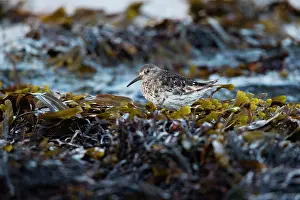 Northumberland: Dunlin, in winter, foraging amongst seaweed on coastline
