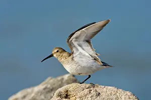 Dunlins: Dunlin, in winter plumage