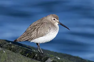 Dunlins: Dunlin - in winter plumage