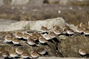 Barnegat: Dunlin - winter plumage - February at Barnegat Light