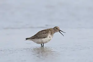 230621: Dunlin - yawning bird in winter plumage - Germany