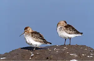 Dunlins: DUNLINS - two, on rock