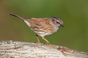 Modularis: Dunnock
