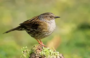 Modularis: Dunnock