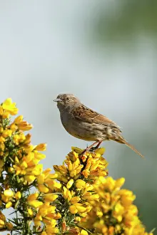 Gorse: Dunnock