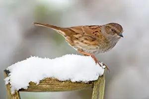 Modularis: Dunnock