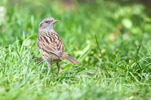 Essex: Dunnock
